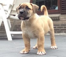 healthy Boerboel puppies