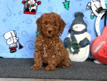 Miniature Poodle puppies