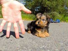 Morkie puppies