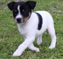 Rat Terrier puppies