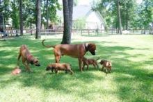 Rhodesian Ridgebeck puppies