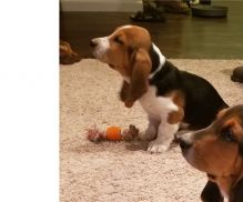 Trained Basset Hound puppies available