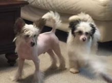 Wonderful Chinese crested pups Available