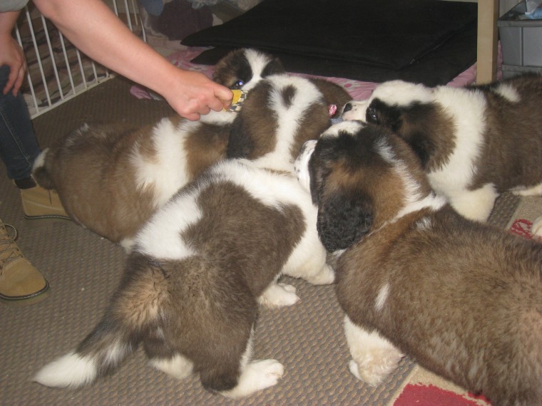 Beautiful Saint Bernard Pups available Image eClassifieds4u