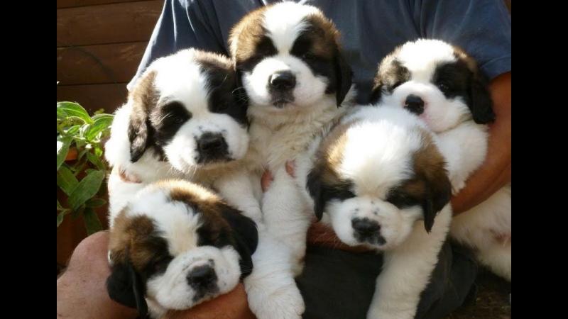 Beautiful Saint Bernard Pups available Image eClassifieds4u