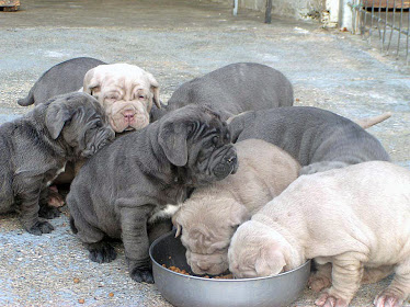 Blue Neapolitan Mastiff puppies Available Image eClassifieds4u