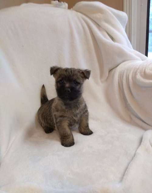 Cairn Terrier puppies ready now Image eClassifieds4u