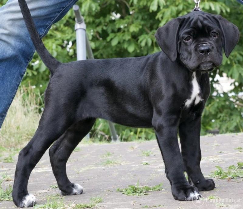 Cane Corso puppies Image eClassifieds4u