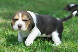 Cute Beagle Puppies Image eClassifieds4u