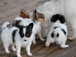 Cute Papillon puppies ready, Image eClassifieds4u