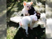 Male and female Chihuahua puppies for sale. Image eClassifieds4U