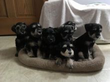 Miniature Schnauzer puppies Image eClassifieds4u 1