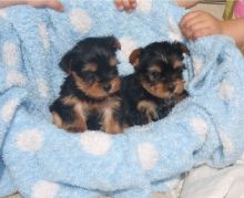 Teacup Yorkie Puppies Available Image eClassifieds4U
