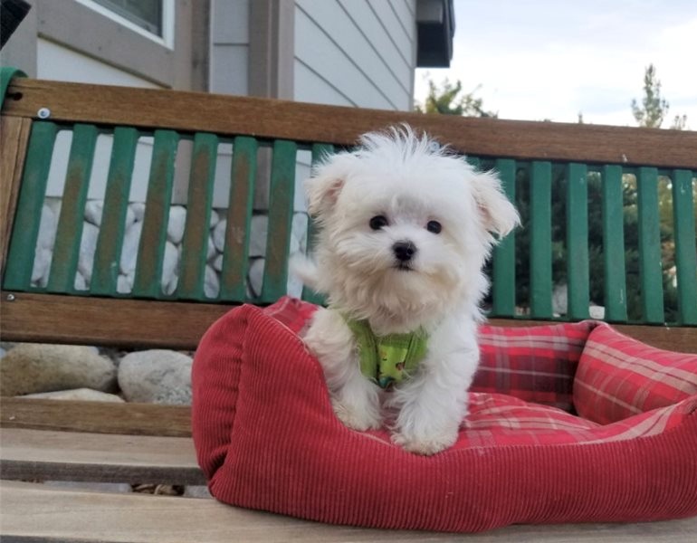 male and female Maltese puppies Image eClassifieds4u
