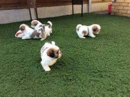 Shih Tzu puppies ready Image eClassifieds4u