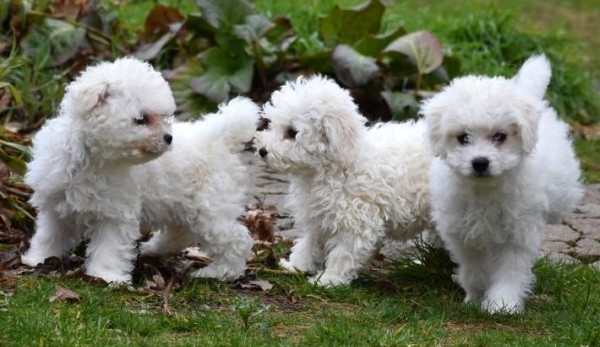 Bichon Frise Puppies Image eClassifieds4u
