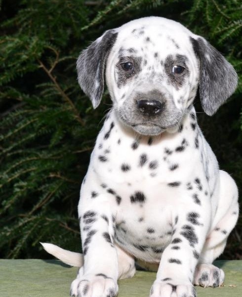 Dotted Dalmatians Image eClassifieds4u