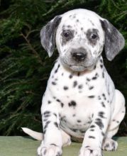 Dotted Dalmatians