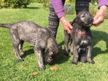 Full-blooded, males and female Irish wolfhound puppies ready