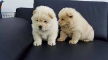 2 Chow Chow puppies