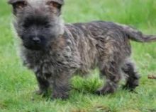 Active Cairn Terrier puppies