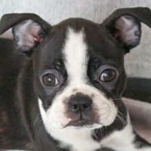 Adorable Boston terrier puppies