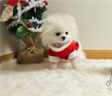 Adorable Pomeranian puppies