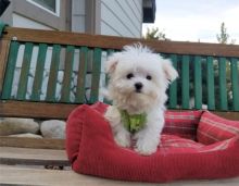 affectionate and intelligent Maltese puppies