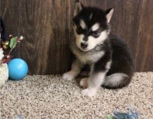 Alaskan Malamute puppies