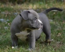 American Pitt Bull Terrier Puppies Available.