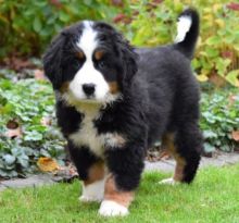 Bernese Mountain puppies