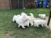 Bichon Frise puppies