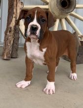 Boxer puppies