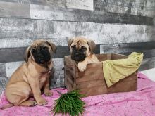 Bullmastiff puppies