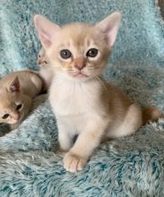 Burmese Kittens.