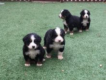 Charming Bernese Mountain Dog puppie