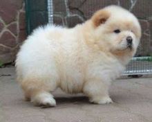 Chow Chow Puppies