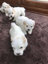 Coton De Tulear puppies