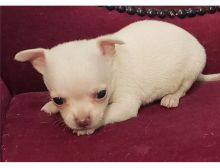 Cute and adorable male and female Chihuahua puppies ready for new homes