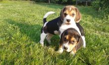 Cute Beagle puppies