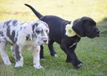 cute Great Dane puppies