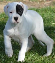 Dogo Argentino puppies ready