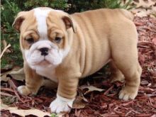 English bulldog puppies available