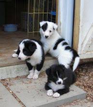 Family raised Border Collie puppies now looking for a friendly home