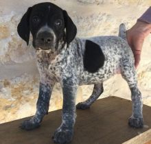 German Short Hair Pointer puppies