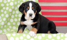 Greater Swiss Mountain Dog puppies