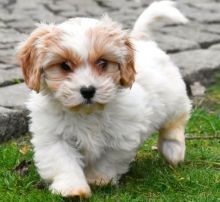 Havanese puppies ready