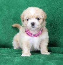 Home Raised Lhasa Apso puppies.