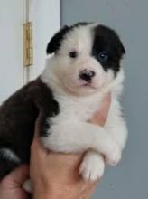 I got Male and female cute and adorable border Collie puppies for rehoming