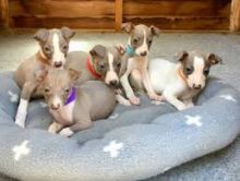 Italian Greyhound puppies